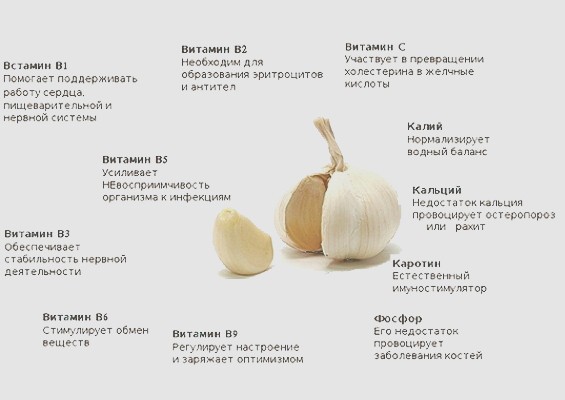 Витамины в чесноке свойства чеснока для здоровья