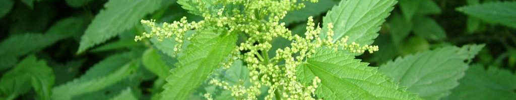 Польза крапивы для здоровья. Чем поможет летний доктор?