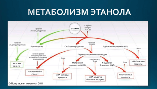 метаболизм этанола (2)