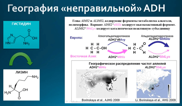 Где живут люди, не переносящие алкоголь