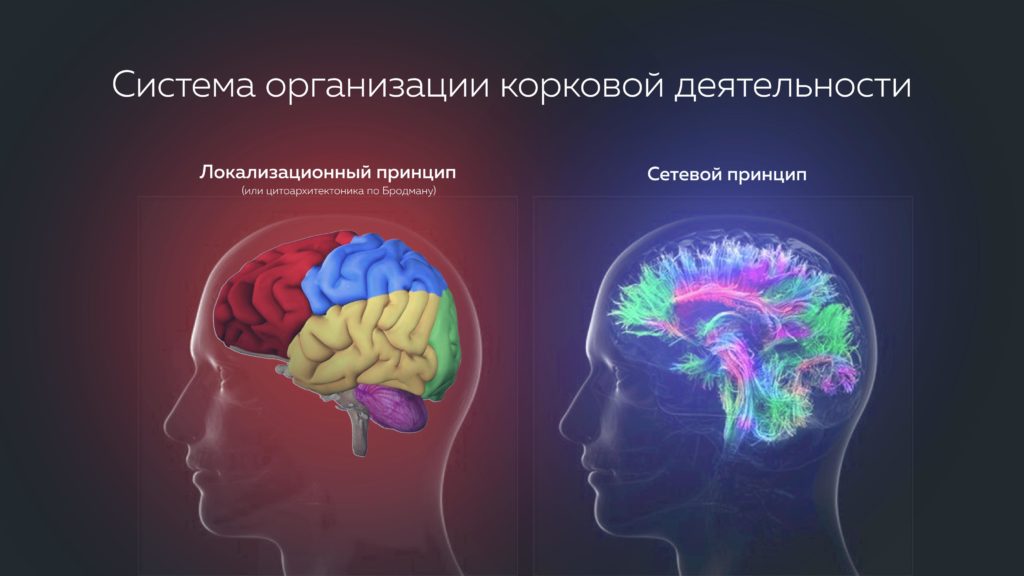 система организации корковой деятельности