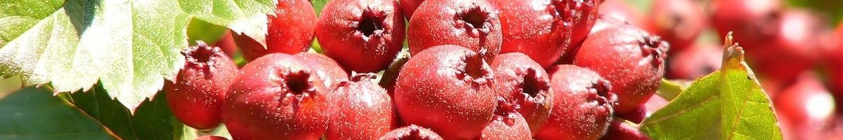 Ягоды боярышника. В чем польза, брат?