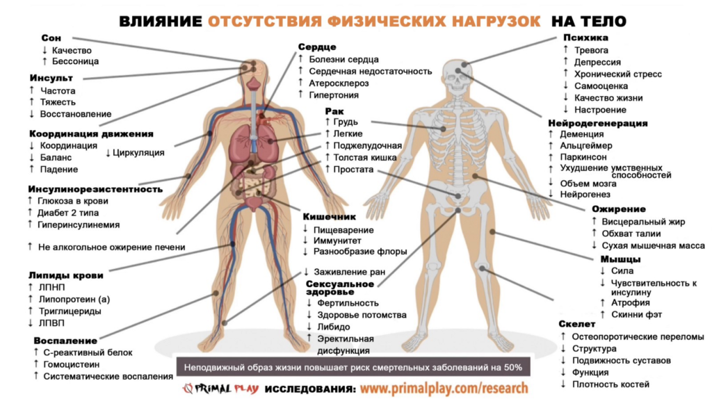 влияние отсутствия/дефицита физических нагрузок на организм/тело человека