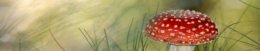 Какой эффект микродозинг мухоморов оказывает на тело и мозг человека (отзыв)