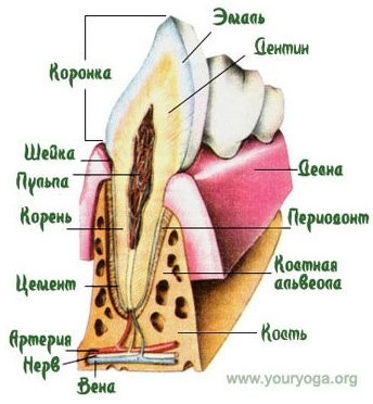 строение зуба с коронкой